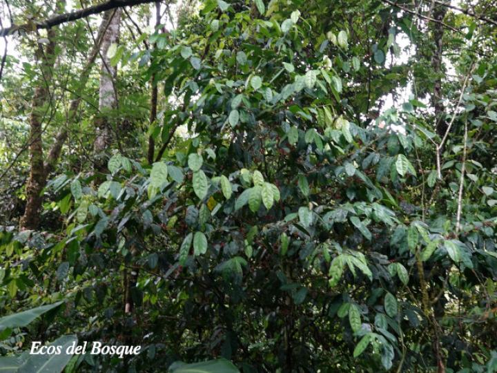 Lacistema aggregatum (Cafecillo, copalchi)