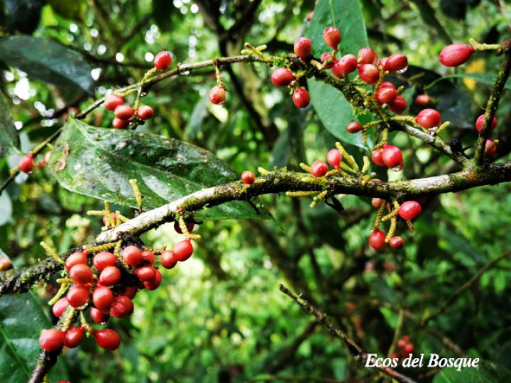 Lacistema aggregatum (Cafecillo, copalchi)