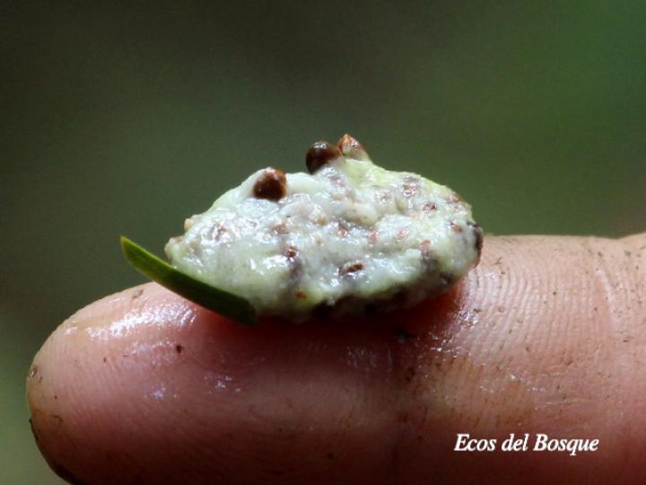 Laetia procera (Manga larga colarada) Laetia procera (Manga larga colarada)