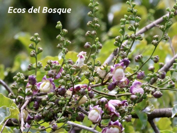 Lecythis ampla (Olla de mono, Jícaro)