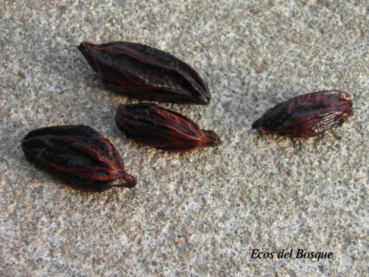 Lecythis ampla (Olla de mono, Jícaro)