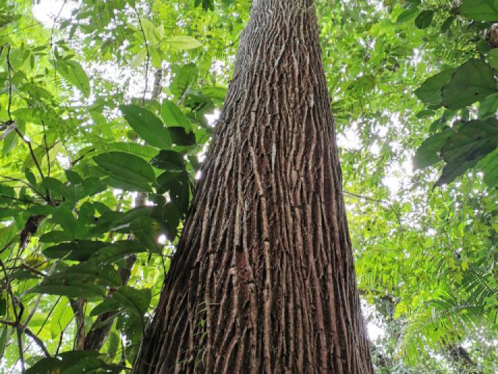 Lecythis ampla (Olla de mono, Jícaro)