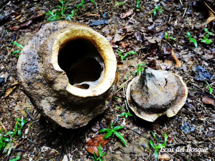 Lecythis ampla (Olla de mono, Jícaro)