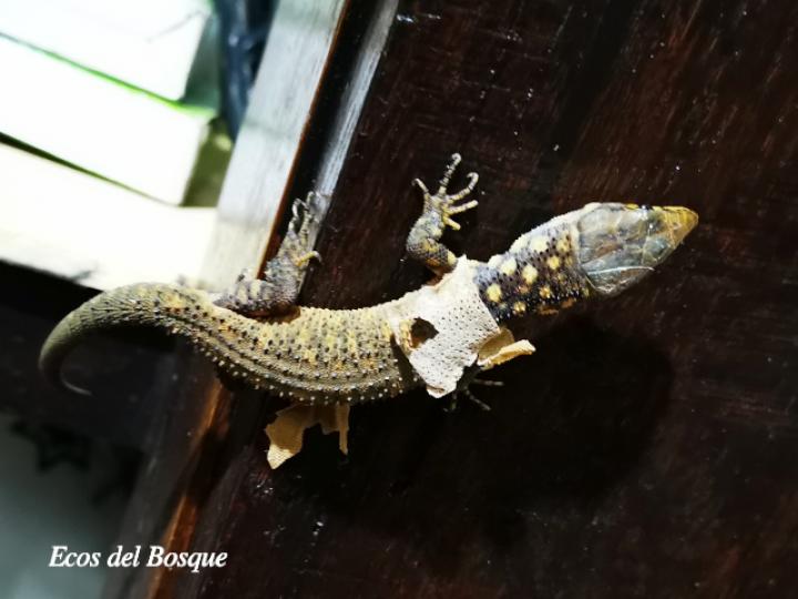 Lepidophyma flavimaculatum (Lagartija nocturna amarillopunteada)