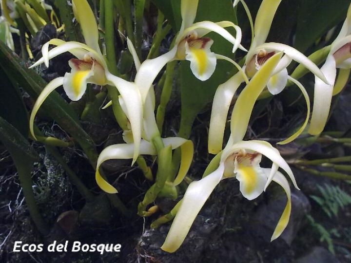 Maxillaria endresii