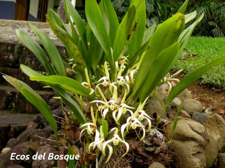 Maxillaria endresii