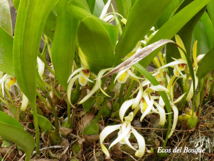 Maxillaria endresii