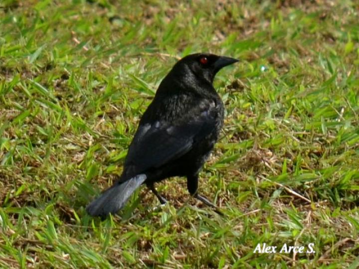 Molothrus aeneus (Vaquero ojirrojo)