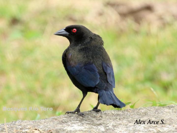 Molothrus aeneus (Vaquero ojirrojo)
