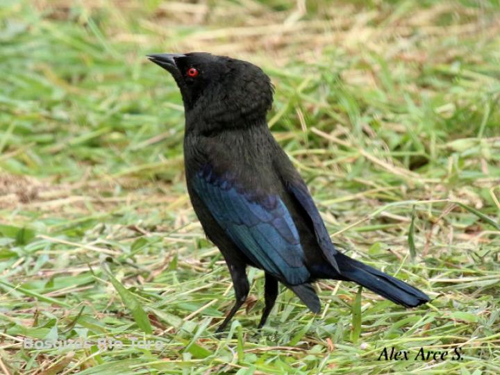 Molothrus aeneus (Vaquero ojirrojo)