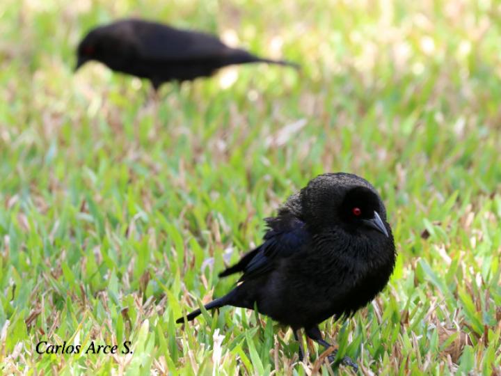 Molothrus aeneus (Vaquero ojirrojo)