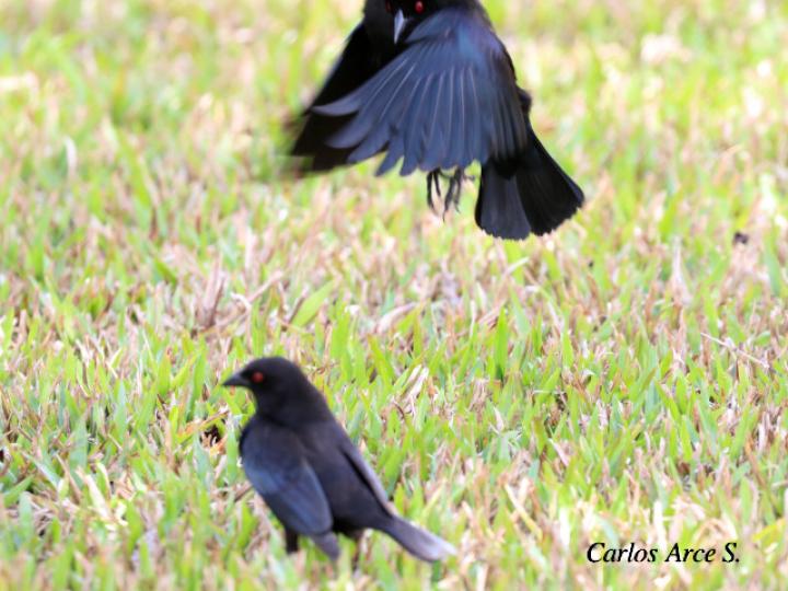 Molothrus aeneus (Vaquero ojirrojo)