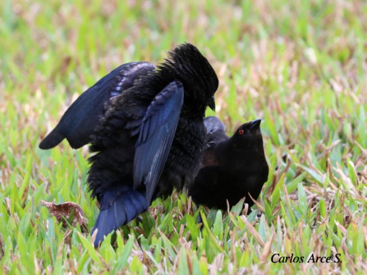 Molothrus aeneus (Vaquero ojirrojo)