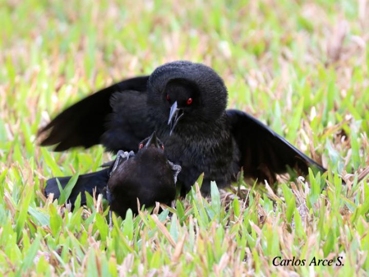 Molothrus aeneus (Vaquero ojirrojo)