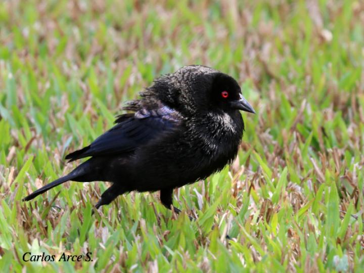 Molothrus aeneus (Vaquero ojirrojo)