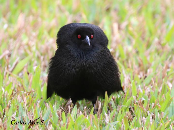 Molothrus aeneus (Vaquero ojirrojo)