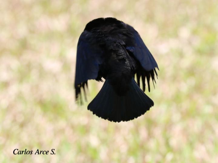 Molothrus aeneus (Vaquero ojirrojo)