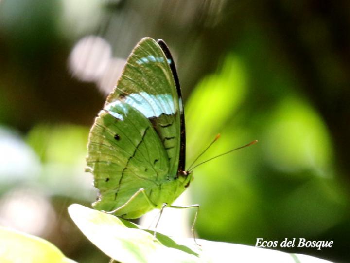 Nessaea aglaura aglaura (Nessaea norteña) Nessaea aglaura aglaura (Nessaea norteña)