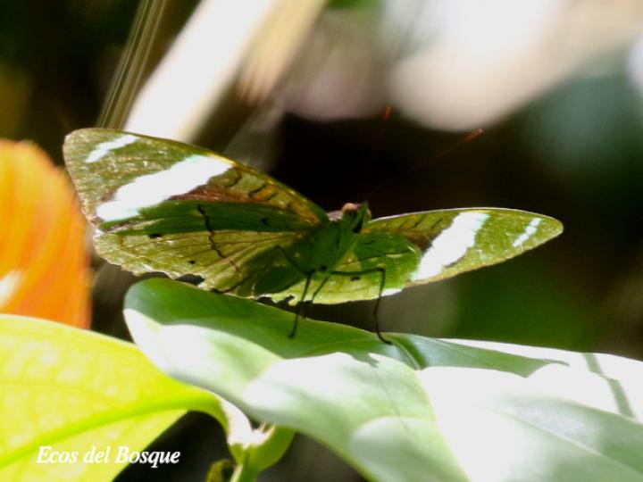 Nessaea aglaura aglaura (Nessaea norteña) Nessaea aglaura aglaura (Nessaea norteña)