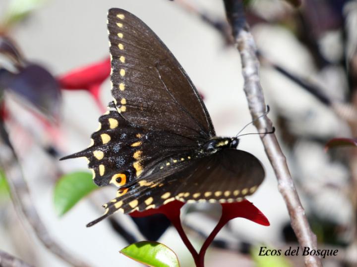 Papilio polyxenes stabilis (Cola de golondrina negra centroamericana)