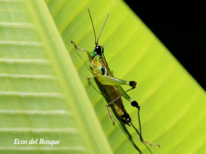 Paratela ovatipennis