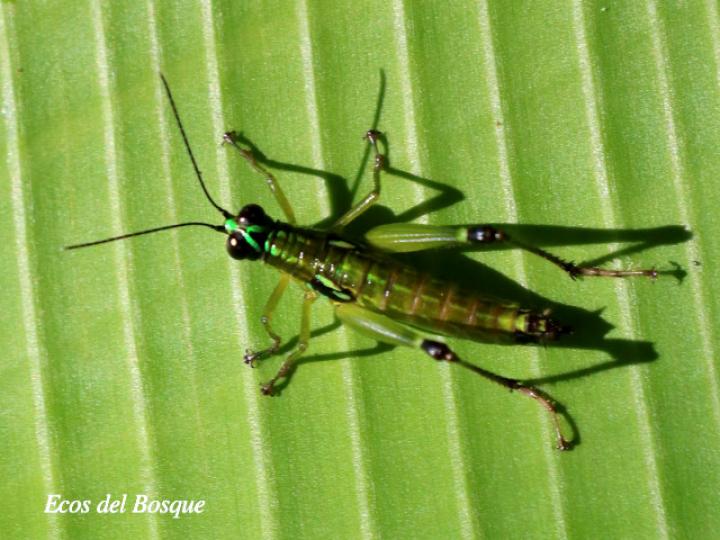 Paratela ovatipennis