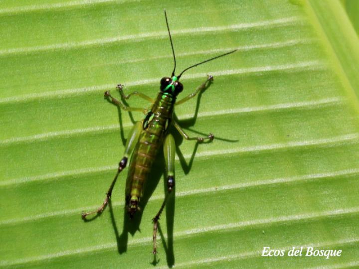 Paratela ovatipennis