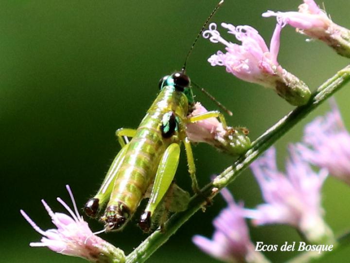 Paratela ovatipennis