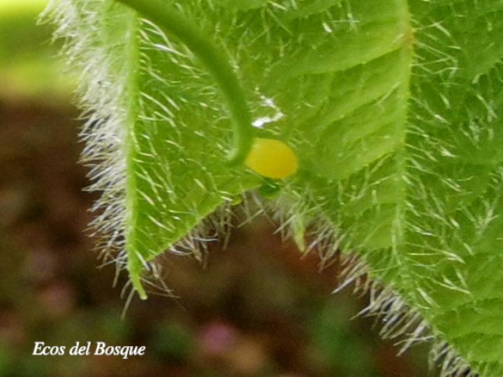 Passiflora menispermifolia (Huevo de Heliconius melpomene rosina)