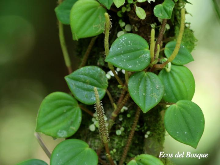 Peperomia urocarpa