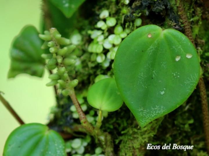 Peperomia urocarpa