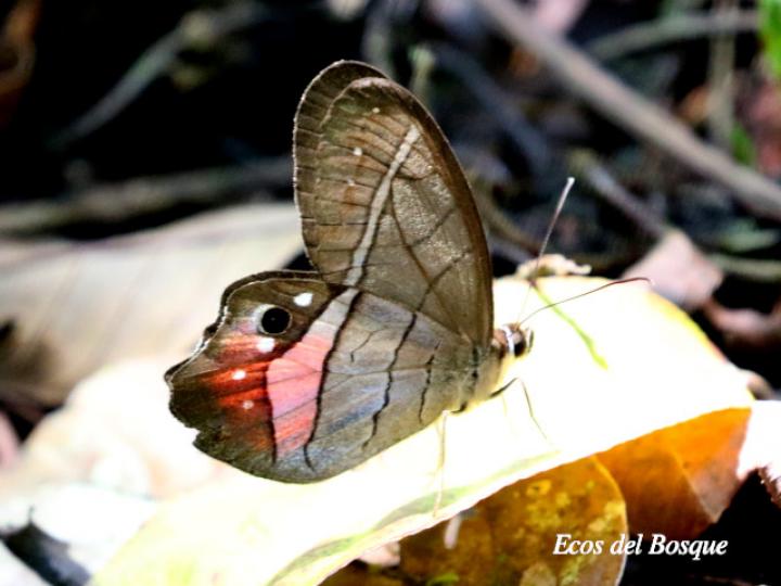 Pierella helvetia incanescens (Sátiro rojizo)
