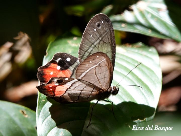 Pierella helvetia incanescens (Sátiro rojizo)