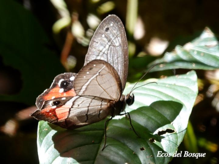 Pierella helvetia incanescens (Sátiro rojizo)