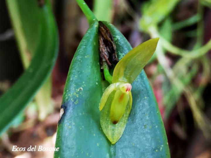 Pleurothallis discoidea
