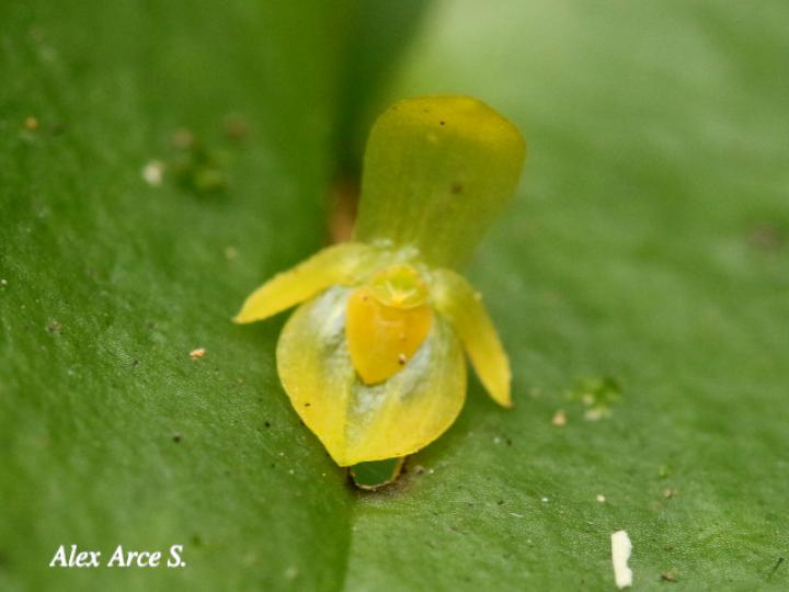 Pleurothallis phyllocardioides