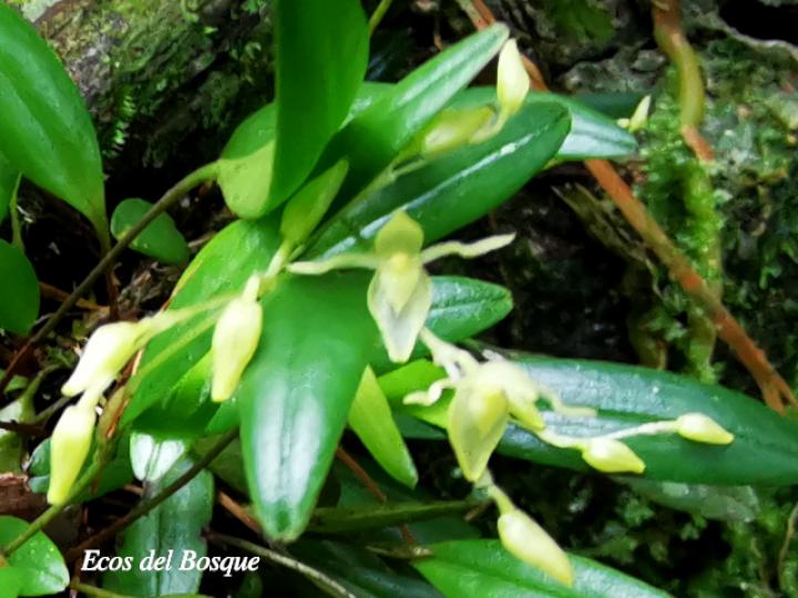 Pleurothallis priunosa