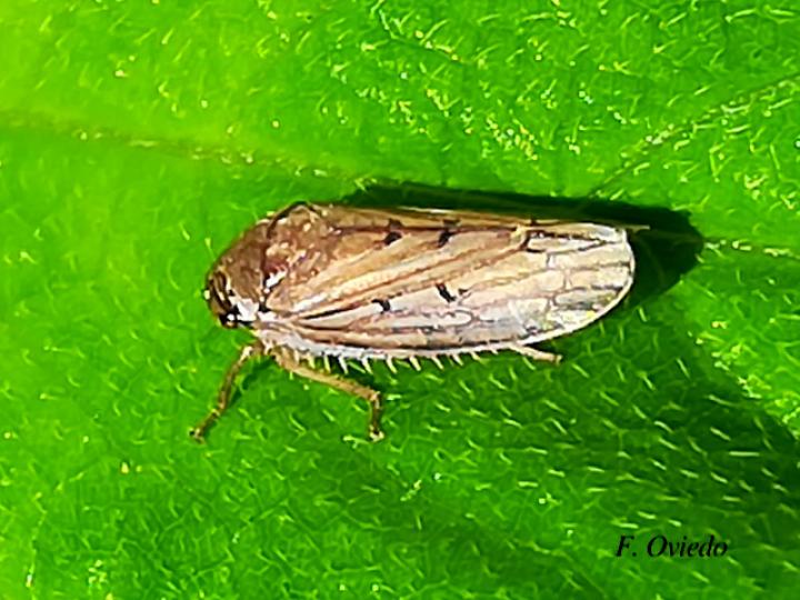 Polana obtusa