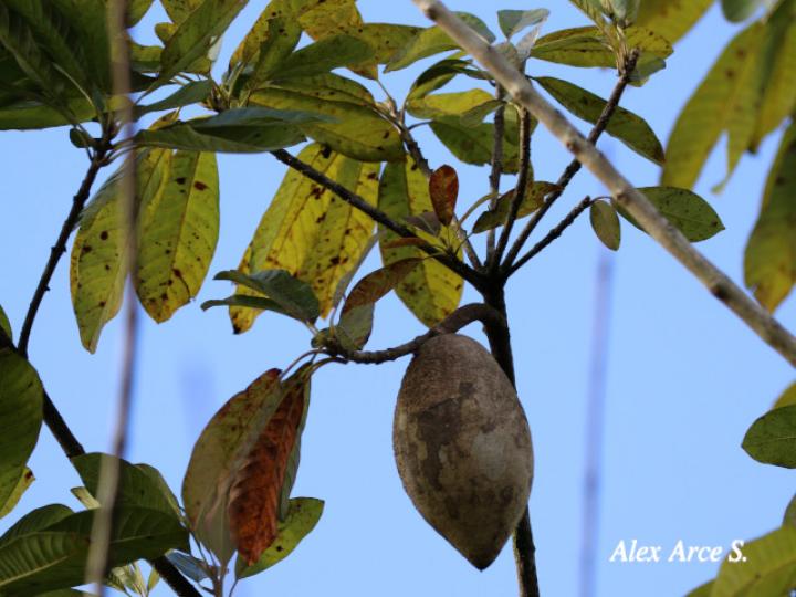 Pouteria sapota (Zapote)