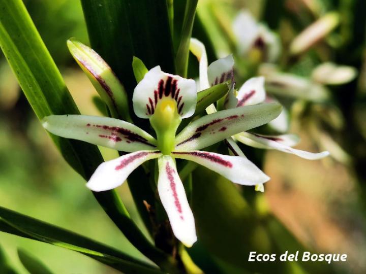 Prosthechea abbreviata