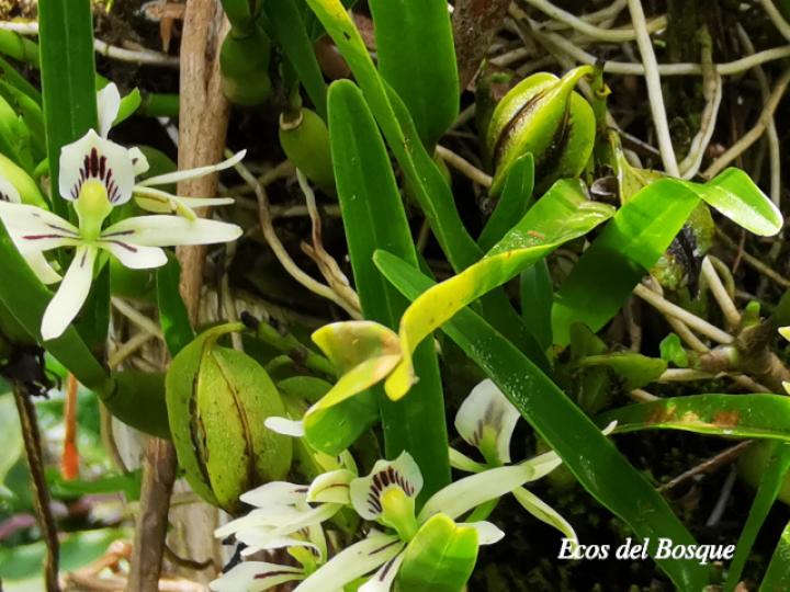 Prosthechea abbreviata