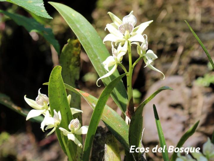 Prosthechea fragrans