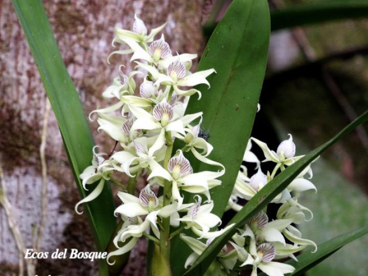 Prosthechea fragrans