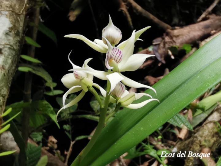 Prosthechea fragrans