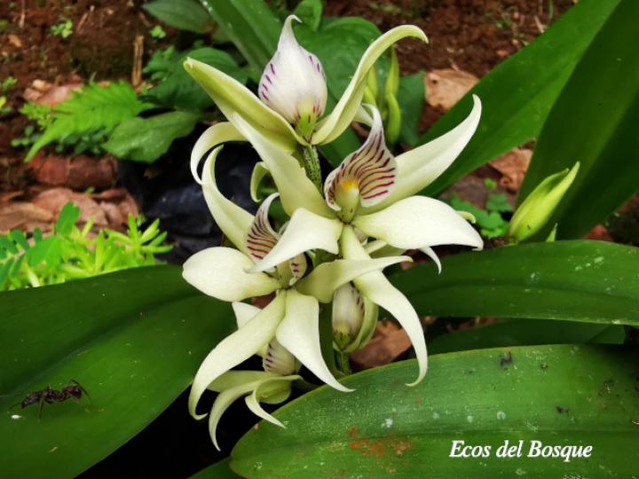 Prosthechea fragrans