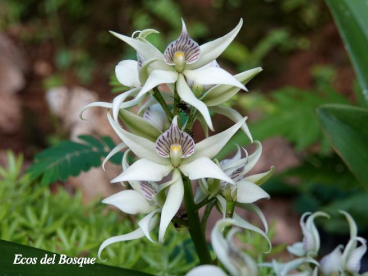 Prosthechea fragrans