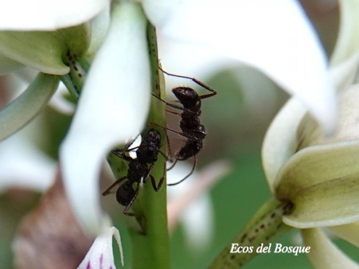 Prosthechea fragrans