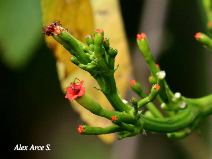 Psiguria warscewiczii (Pata de danta)