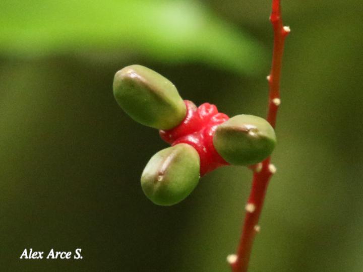 Quassia amara (Hombre grande)