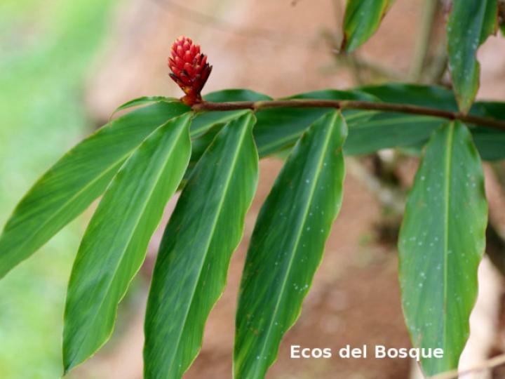 Renealmia cernua (Gengibre de montaña, canela)